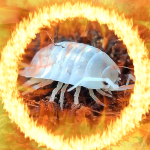 isopod.png